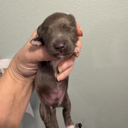 Shade - Gray (blue) male Dachshund puppy in Irving, Texas from DFW Dachshunds by G & S