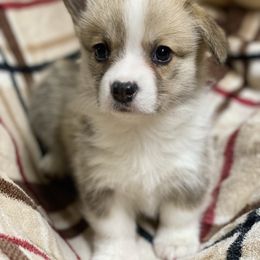 Stella - Red female Pembroke Welsh Corgi puppy in Urbana, Ohio from Edgewood Farm and Kennel