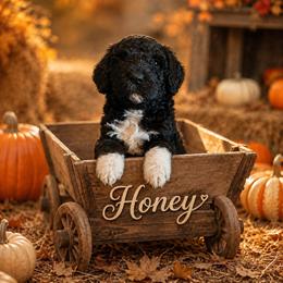 Honey - Black and white female Bernedoodle puppy in Julian, Pennsylvania from Happy Valley Doodles