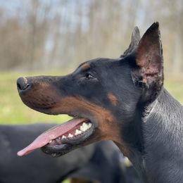 Ethel - Doberman Pinscher