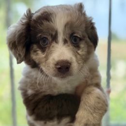 Aussiedoodle Puppies from Navarro Royal Pups