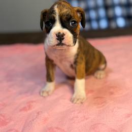 Girl 3 - Brindle female Boxer puppy in Prestonsburg, Kentucky from Bre’s Boxers