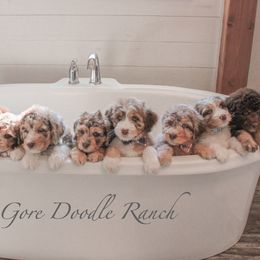 Aussiedoodle Puppies from Gore Doodle Ranch