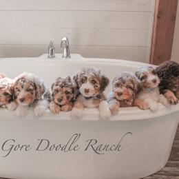 Aussiedoodle Puppies from Gore Doodle Ranch