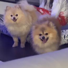 Pomeranian puppies from Buffalo Pomeranians 716