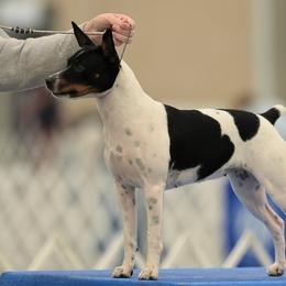 Rat Terriers from Angela Smith