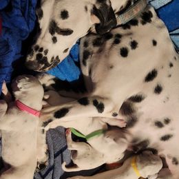 Dalmatian Puppies from America's Dalmatian Friends