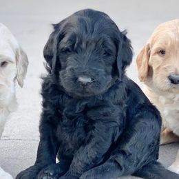 Bernedoodles, Goldendoodles, and Poodles from Dinoland Doodles