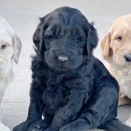 Bernedoodles, Goldendoodles, and Poodles from Dinoland Doodles