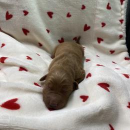 Bonnie - Dark golden female Golden Retriever puppy in Stigler, Oklahoma from Red MAX Golden Retrievers