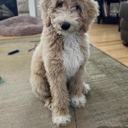 Goldendoodle Puppies from Hannah Mae Doodles