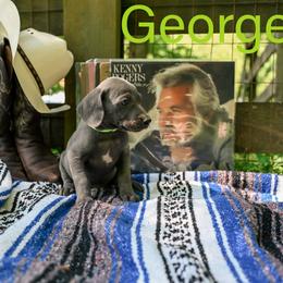 George - Blue male Weimaraner puppy in Talking Rock, Georgia from North Georgia Weims