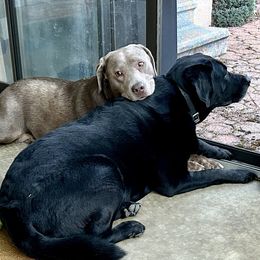Dilute Retriever Puppies from Royalty Retrievers