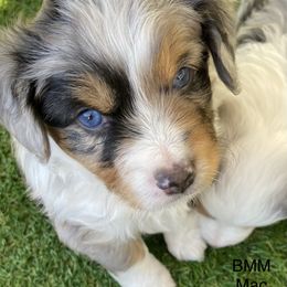 Miniature Australian Shepherd Puppies from Bar C Aussies