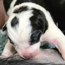 Puppy 7 Female - Black and white female Border Collie puppy in Danielsville, Georgia from MABorderCollies