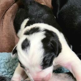 Puppy 7 Female - Black and white female Border Collie puppy in Danielsville, Georgia from MABorderCollies