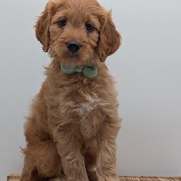 Topaz - Red  male Goldendoodle puppy in Beverly Hills, Florida from Bundle of Joy Doodles