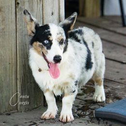 Dixie - American Corgi