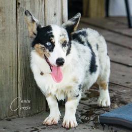 Dixie - American Corgi