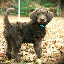 Anelli - Chocolate female Labradoodle puppy in Lanexa, Virginia from Lees Reach Farm