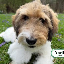 North - In Training - Sable female Bernedoodle puppy in Milan, Indiana from Doodles & Spice