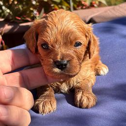 Hulk - Apricot male Cavapoo puppy in Jackson, California from Oodles & Doodles