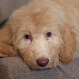Pickles - USA 250th Litter - Cream female Goldendoodle puppy in Westminster, South Carolina from Goldendoodlepuppiessc