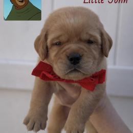 Little John - Yellow male Labrador Retriever puppy in Ocala, Florida from Moon river Labradors