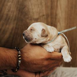 Ciabatta - Light golden male Golden Retriever puppy in Stockton, California from Golden Weenie Club