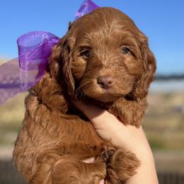 Meli's Purple Female - Apricot female Goldendoodle puppy in Great Falls, Montana from Montana Goldendoodles