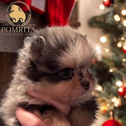 Echo - Blue merle male Pomeranian puppy in North Port, Florida from West Coast Diva Pupz