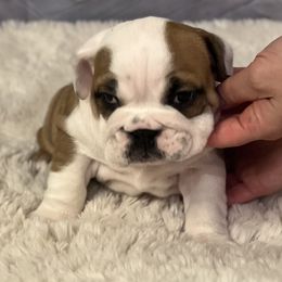 Bulldog Puppies from Sweet Rolls