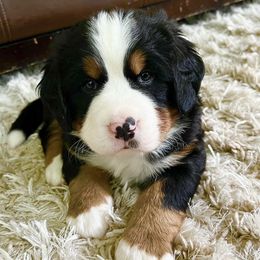 Bernese Mountain Dogs and Golden Retrievers from Raven Rock Puppies