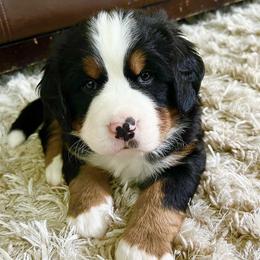 Bernese Mountain Dogs and Golden Retrievers from Raven Rock Puppies
