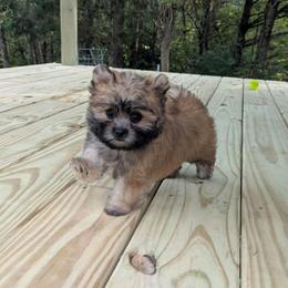 Sailor - Gold female Morkie puppy in Barren Springs, Virginia from Seeking Shalom Acres Maltese, Maltipoos & Havamalts