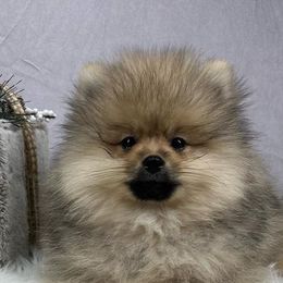 Pomeranians from Underland Pomeranians
