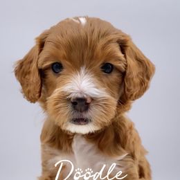 Bernedoodle and Goldendoodle Puppies from Doodle Bliss