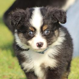 Miniature Australian Shepherds and Toy Australian Shepherds from J and B Mini Aussies