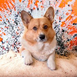 Piggy - Pembroke Welsh Corgi