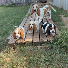 Basset Hound and Pembroke Welsh Corgi Puppies from Solo Spur Ranch
