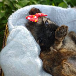 Companion Cross, Havanese, Mal-Shi, Maltese, Maltipoo, Morkie, and Shih Tzu Puppies from Seeking Shalom Acres Maltese, Maltipoos & Havamalts