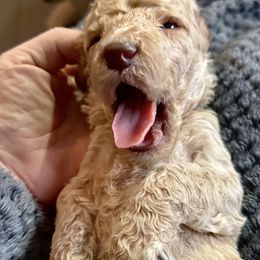 Mr Brown Collar - Apricot male Poodle puppy in Screven, Georgia from Dreamland Standard Poodles