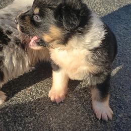 Australian Shepherd Puppies from Ohio Valley Australian Shepherds