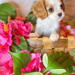 Cavalier King Charles Spaniel Puppies from Faybelle's Cavaliers
