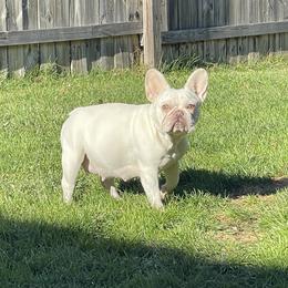 Layla May - French Bulldog