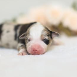 Pope - Blue merle male Miniature American Shepherd puppy in Tonopah, Arizona from King's Miniature American Shepherds