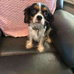 Hope - Cavalier King Charles Spaniel