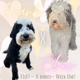 Sheepadoodle Puppies from Wiggles & Woofs of Oklahoma