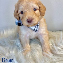 Drum - Caramel cream male Australian Labradoodle puppy in Ponchatoula, Louisiana from Cajun Land Doodles
