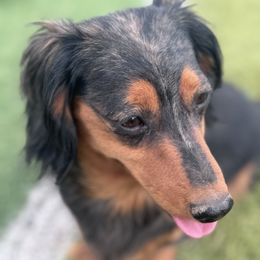 Dachshund Puppies from Bootheel Doxies